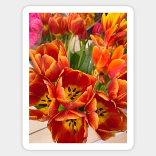 Orange Tulips Flowers Floral Plant Blossoms Sticker